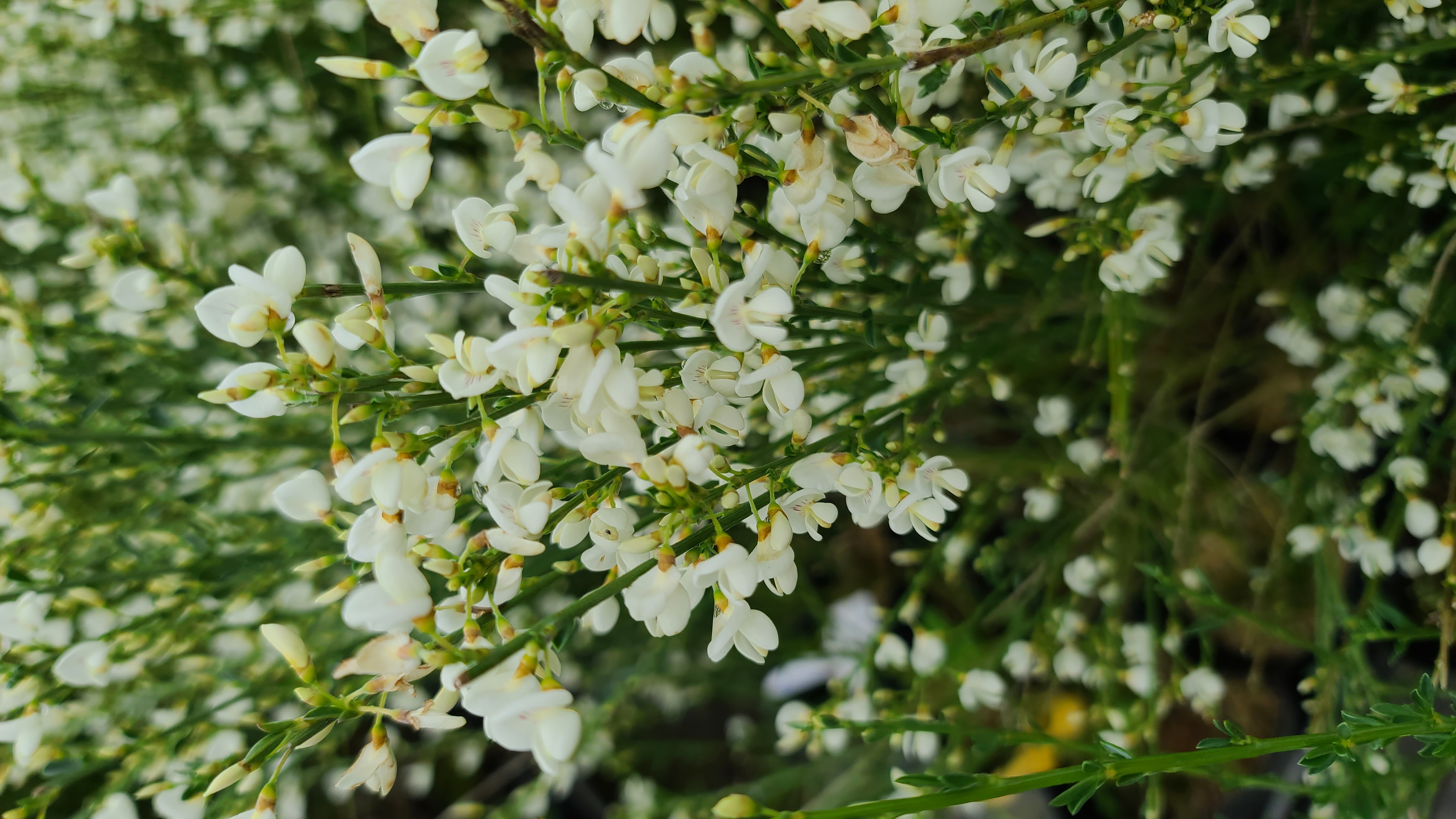Cytisus praecox 'Albus'